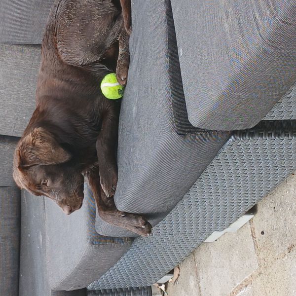 Marley uit Schore zoekt een Hondenoppas