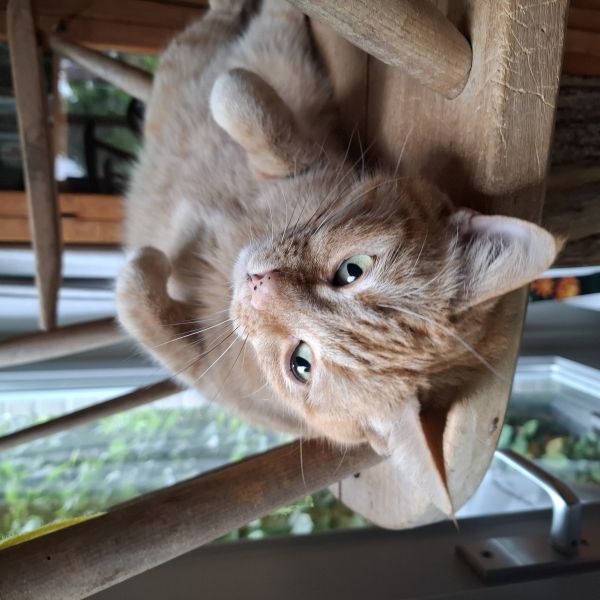 Dikkie Dik, Vlekje uit Weurt zoekt een Kattenoppas