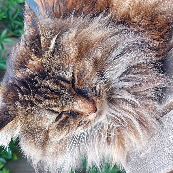 Juul uit Rotterdam zoekt een Kattenoppas