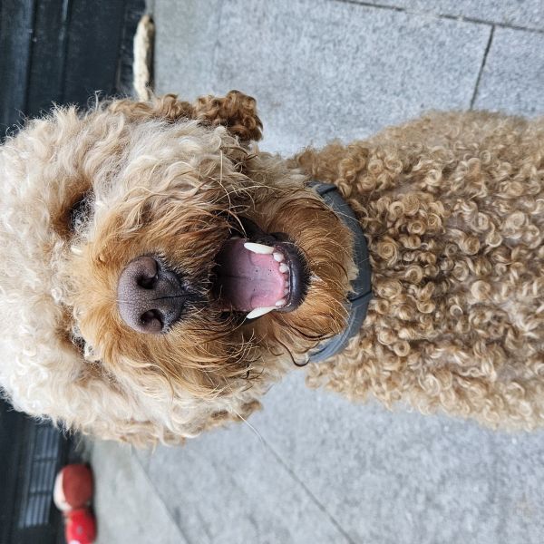 Marley uit Almere zoekt een Hondenoppas