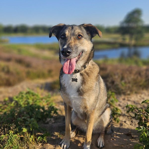 Mila uit Wijchen zoekt een Hondenoppas
