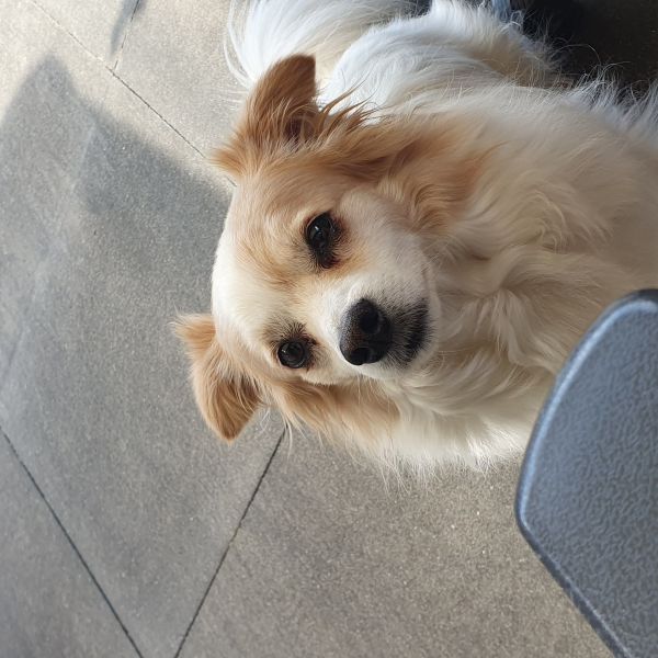 Obi, Chester uit Valkenburg, Lb zoekt een Hondenoppas