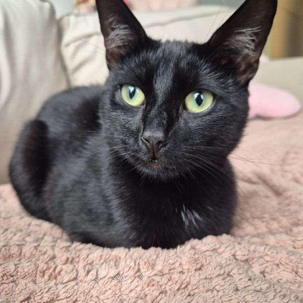 Miso, Kiwi uit Dordrecht zoekt een huisdierenoppas