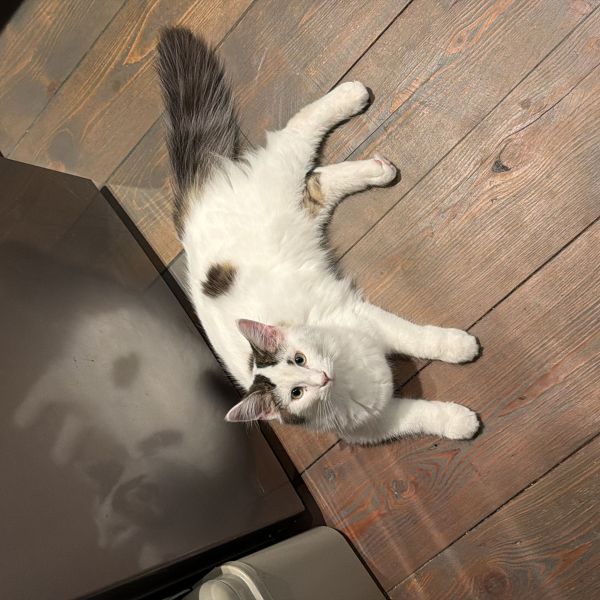 Norah, Lilly uit Enkhuizen zoekt een Kattenoppas