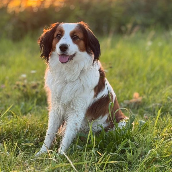 Toby uit Moordrecht zoekt een Hondenoppas