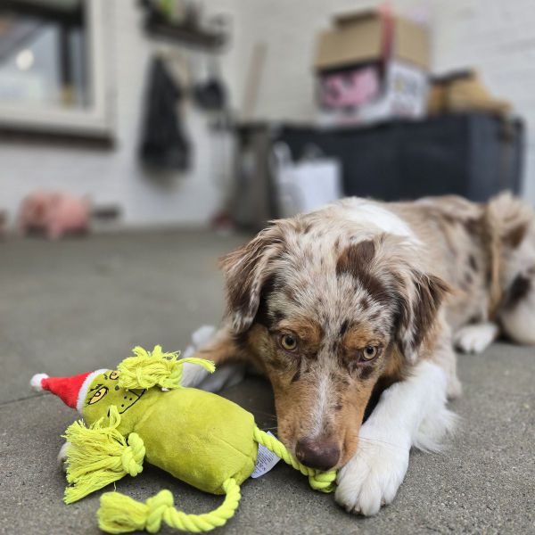 Huisdierenoppas Veerle uit Hedel