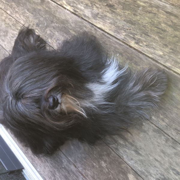 Benji uit Oosterhout, Nb zoekt een Hondenoppas