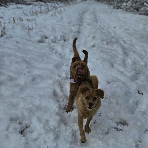 Huisdierenoppas Lisa uit Almere