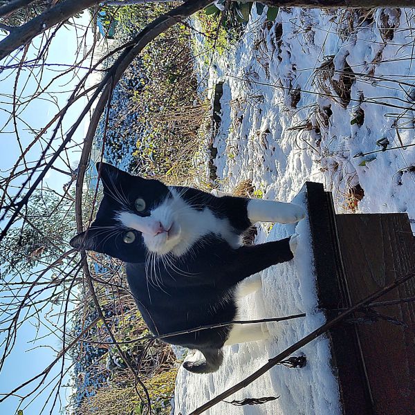 Fiev, Loofi uit Katwijk Aan Zee zoekt een huisdierenoppas