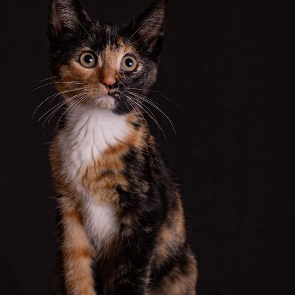Charlie uit Tiel zoekt een Kattenoppas