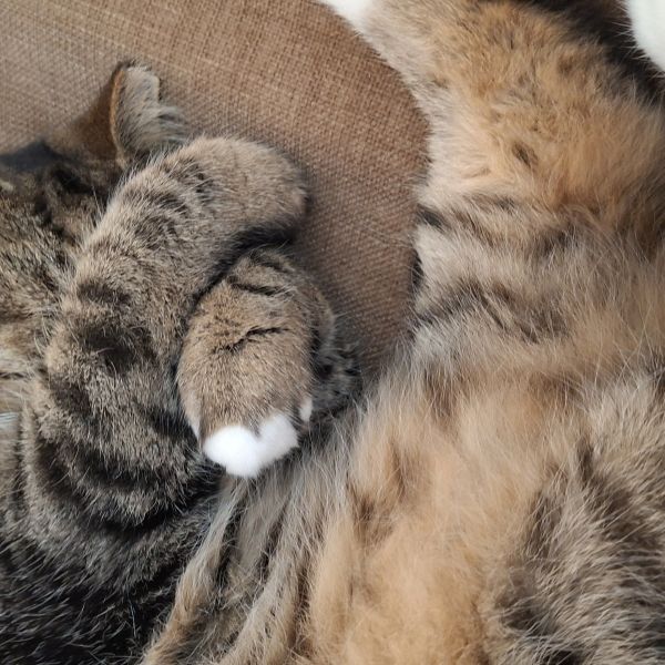 Bammi, Bammi uit Delft zoekt een Kattenoppas