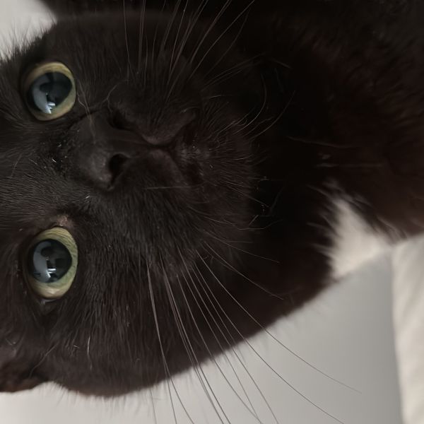 Mus uit Waalwijk zoekt een Kattenoppas