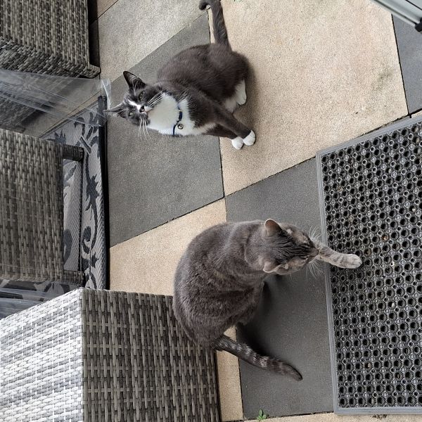 Denzel, Maus uit Kortenhoef zoekt een Kattenoppas