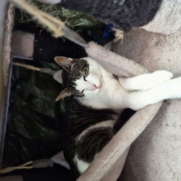 Sheldon, Bailey uit Roden zoekt een Kattenoppas