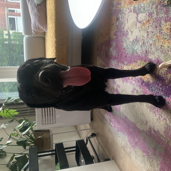 Toby uit Rotterdam zoekt een Hondenoppas