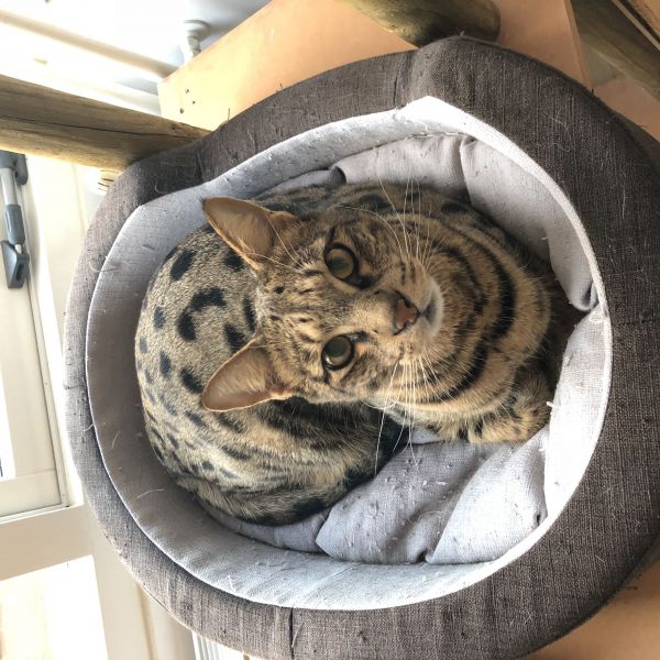 Cairo, Cairo uit Alphen Aan Den Rijn zoekt een Kattenoppas