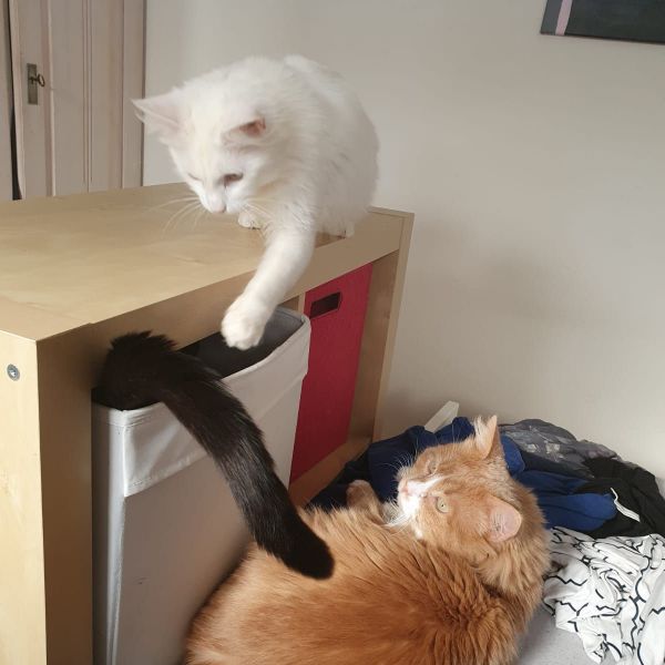 Bandi & Spekkerd, Fatima, Bandi uit Valkenburg zoekt een Kattenoppas