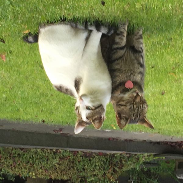 Lizzy, Boris, Willie uit Hoogeveen zoekt een Kattenoppas