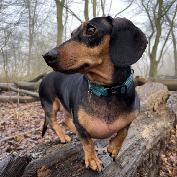 Billie uit Bovenkarspel zoekt een Hondenoppas