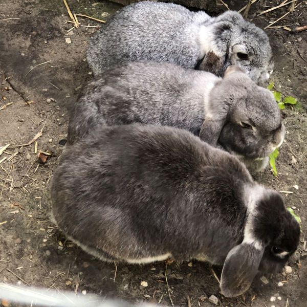 3 hangoor konijntjes uit Apeldoorn zoekt een Knaagdierenoppas