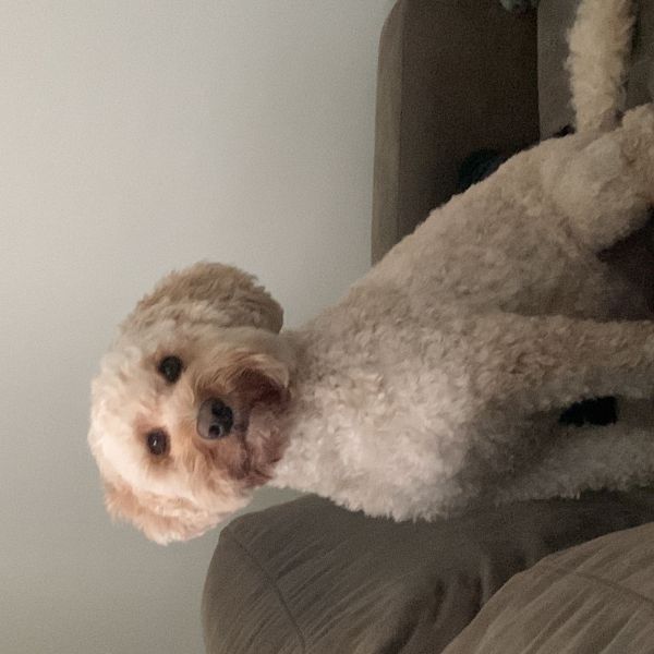 Dex uit Oostzaan zoekt een Hondenoppas