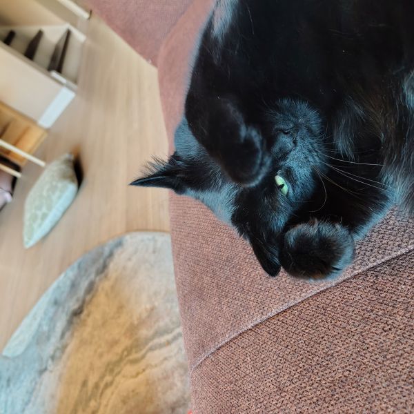 Doppie, Takkie uit Rotterdam zoekt een Kattenoppas