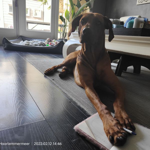 Nacho uit Hoofddorp zoekt een Hondenoppas