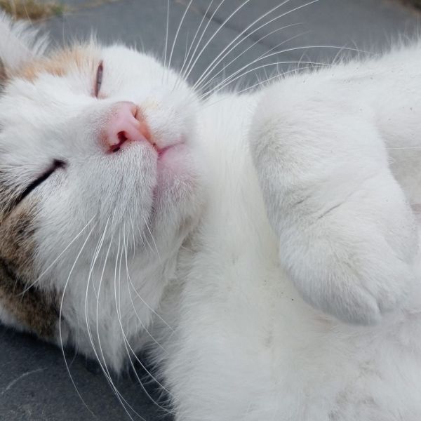 Kaydee, Belle, Sjors uit Stokkum zoekt een Kattenoppas