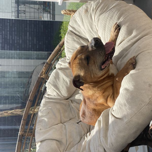 Tyson, Meisje uit Ruinerwold zoekt een Hondenoppas