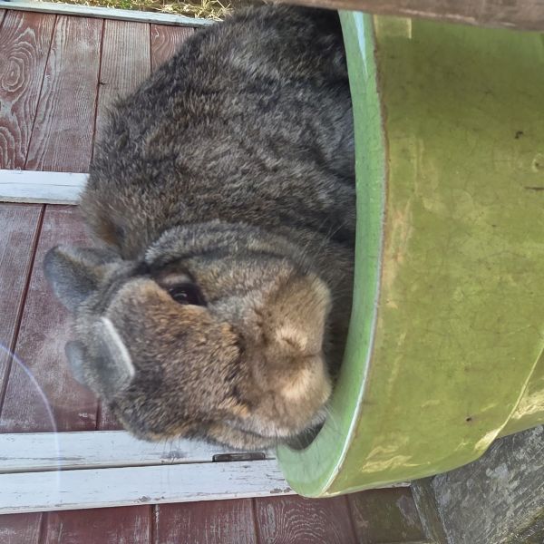 Saar en Dottie uit Eindhoven zoekt een Knaagdierenoppas