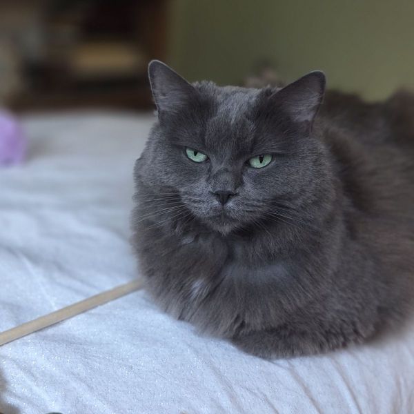 Molly, Sasha uit Groningen zoekt een Kattenoppas