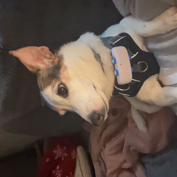 Jager uit Nieuwegein zoekt een Hondenoppas