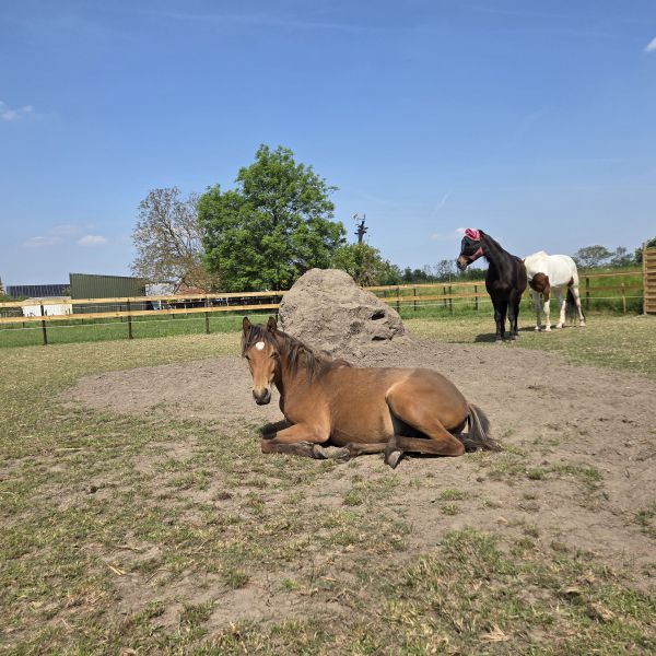 Zizou, Mattie en Treasure, Lewy uit Oostburg zoekt een huisdierenoppas