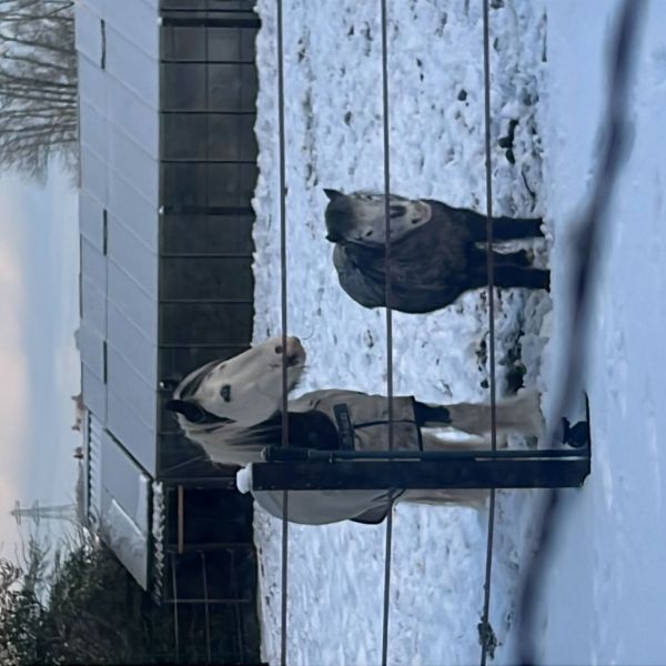 Fenix en Lucia uit Lisse zoekt een Paardenverzorger