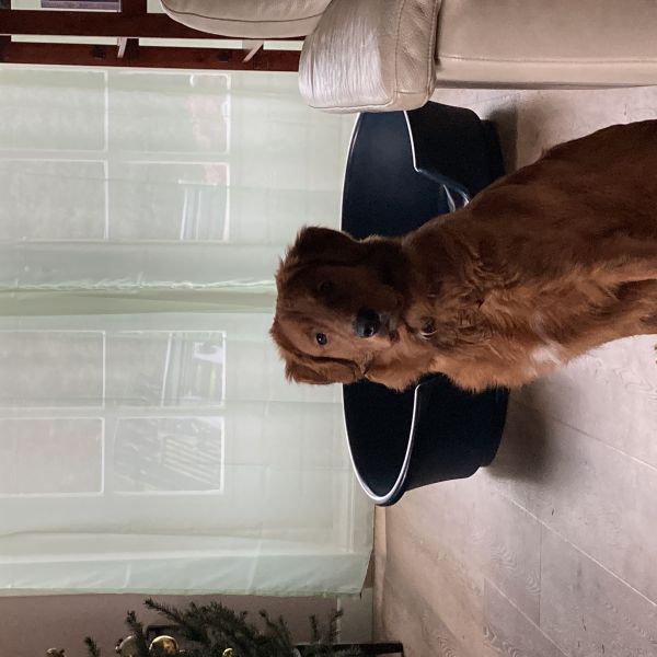Marley uit Lekkerkerk zoekt een Hondenoppas