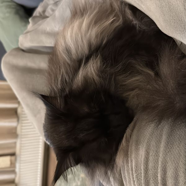 Jones uit Amersfoort zoekt een Kattenoppas
