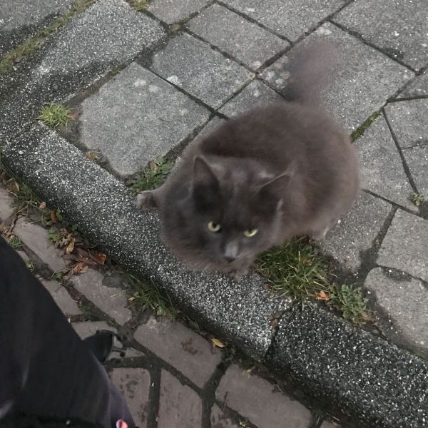 Huisdierenoppas Annemarie uit Stiens