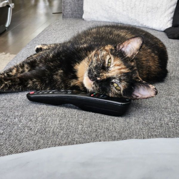 Dora uit Dordrecht zoekt een Kattenoppas