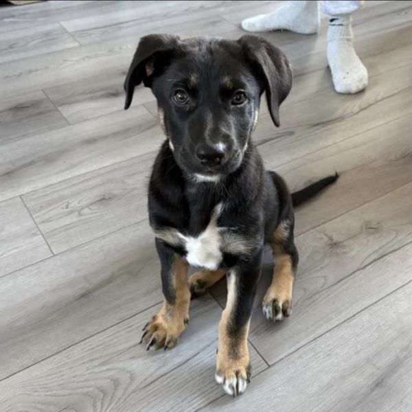 Hondenoppas Dylan uit Noardburgum