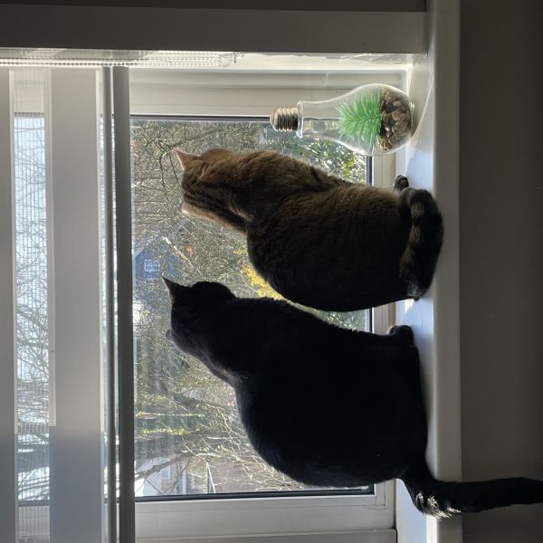 Panter & Simba uit Amsterdam zoekt een Kattenoppas