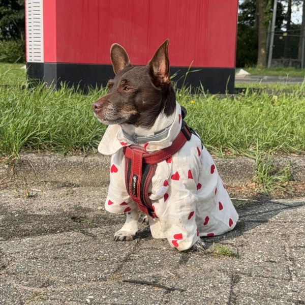 Buurman, Bram, Moos uit Geldermalsen zoekt een huisdierenoppas