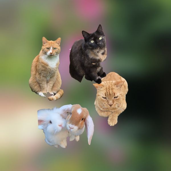 Shimiyo, Pixie en Tomny, Pip en Luna uit Tilburg zoekt een huisdierenoppas