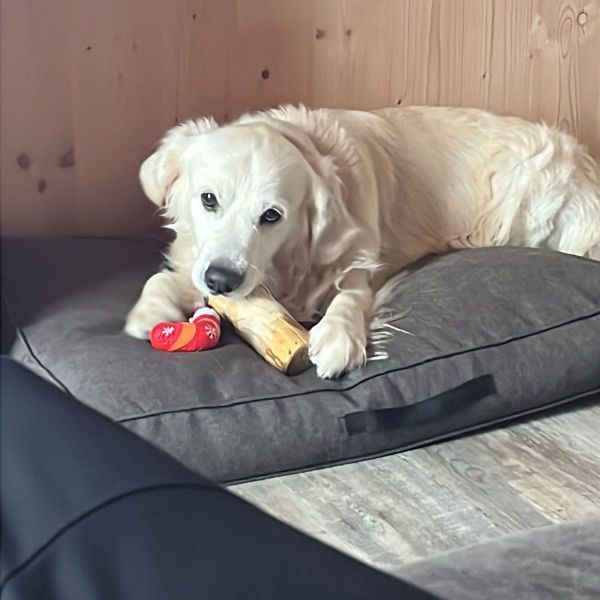 Hondenoppas Diana uit Helmond