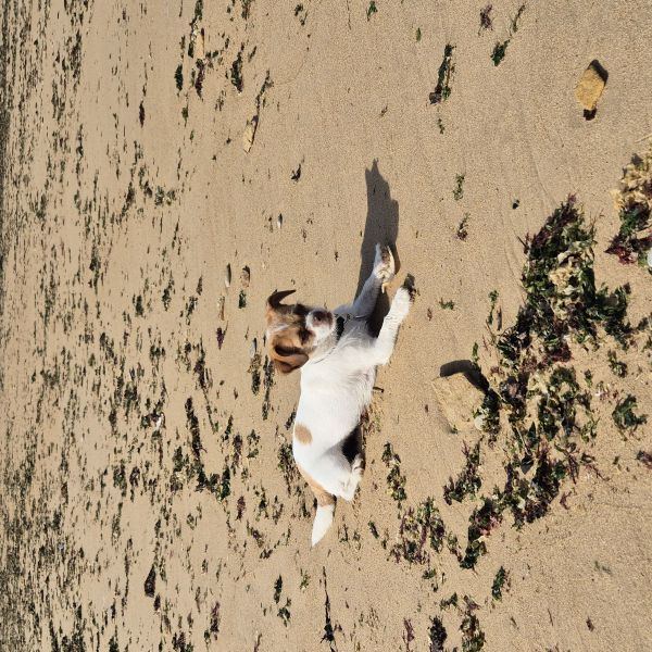 Luna uit Purmerend zoekt een Hondenoppas