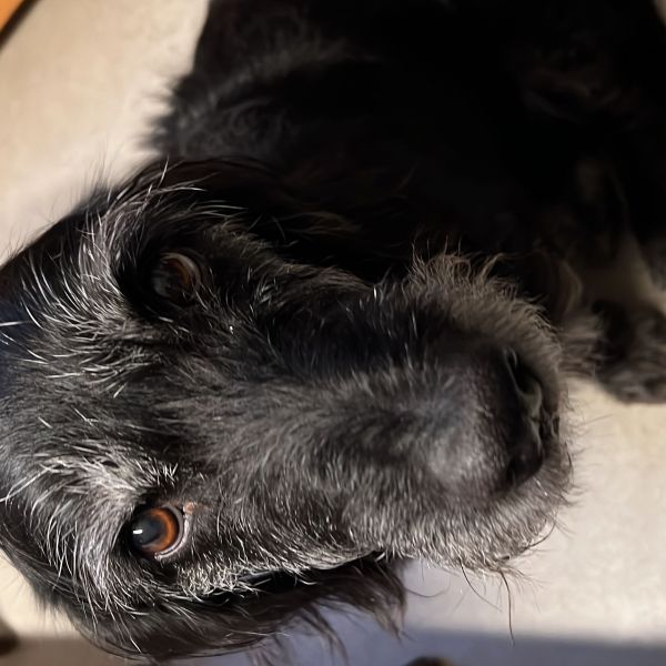 Bouly, Kay uit Oudewater zoekt een Hondenoppas