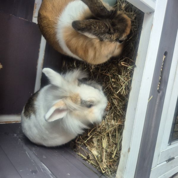 Bo en Pip, Bo en Pip uit Hendrik-Ido-Ambacht zoekt een Knaagdierenoppas