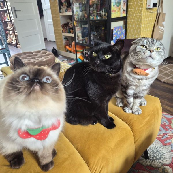 Lepus, Templeton (Temmy), Biscuit (Bisky) uit Hoorn zoekt een Kattenoppas