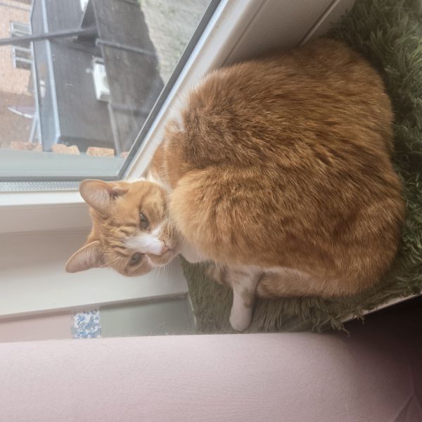 Alecxzah, Misipoh uit Bathmen zoekt een Kattenoppas