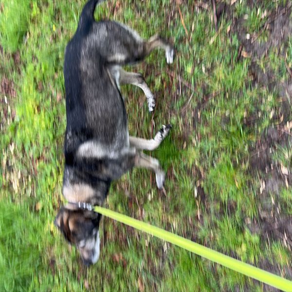 Ollie uit Zuidhorn zoekt een Hondenoppas