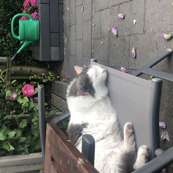 Ollie uit Hillegom zoekt een Kattenoppas